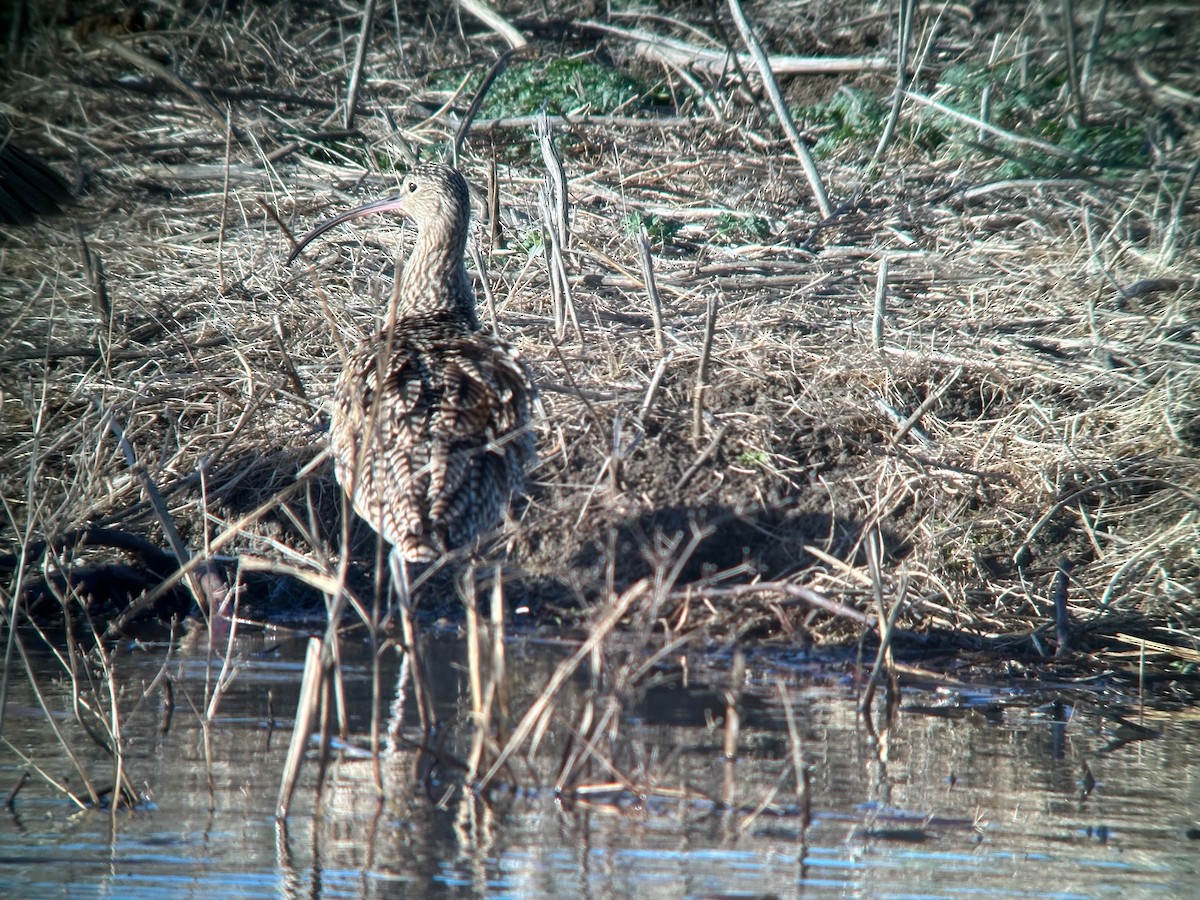 Long-billed Curlew - ML620068049
