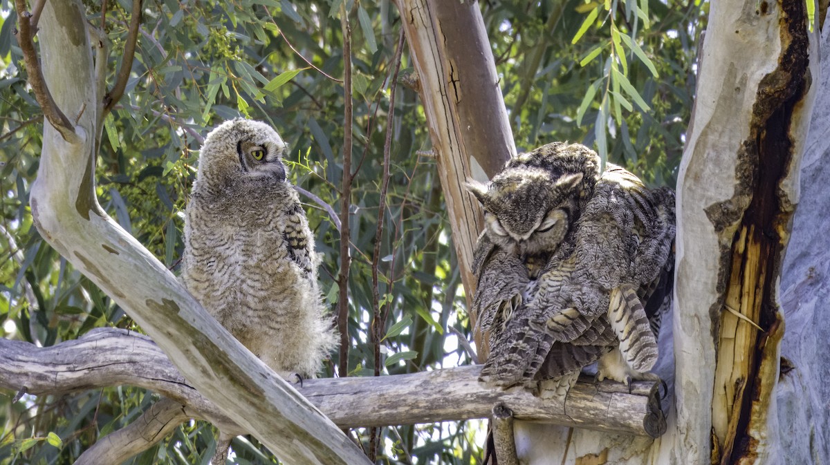 Great Horned Owl - ML620068101