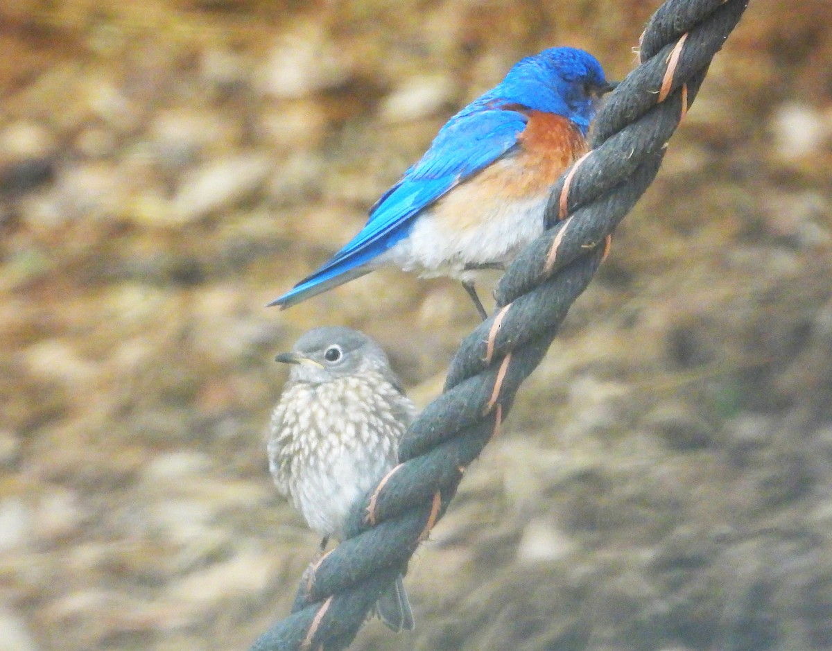 Western Bluebird - ML620068105