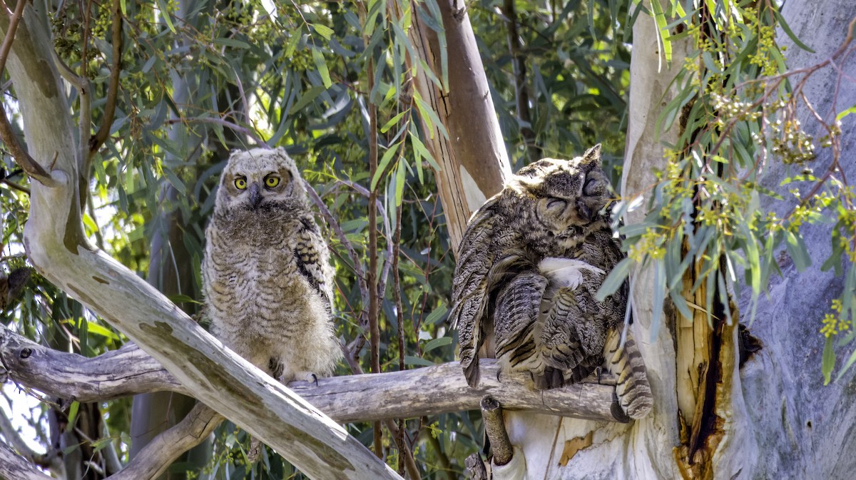 Great Horned Owl - ML620068107