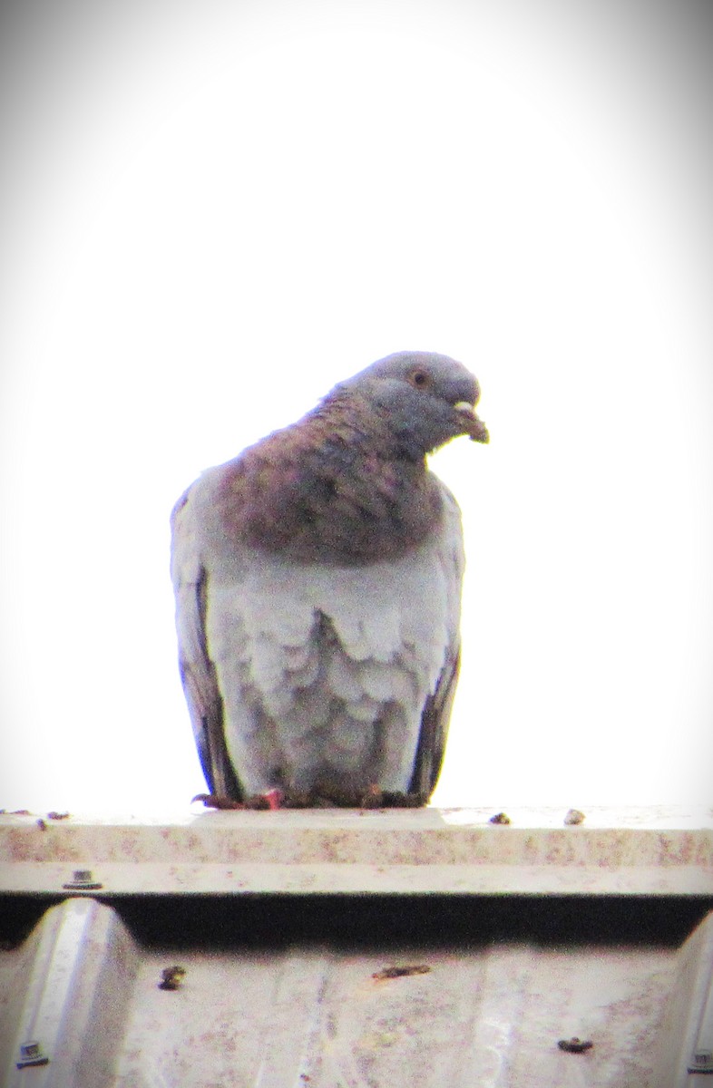 Сизый голубь (Одомашненного типа) - ML620068109