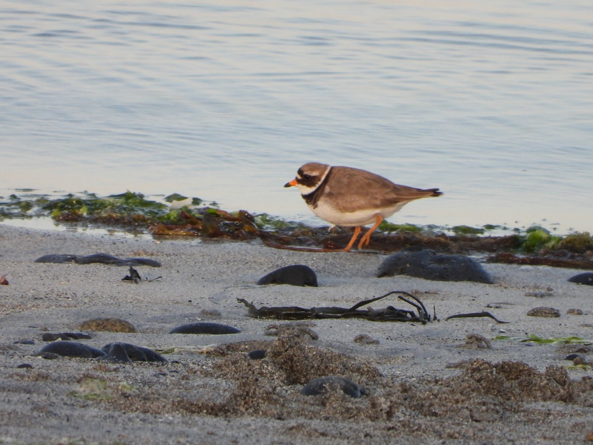 Common Ringed Plover - ML620068116