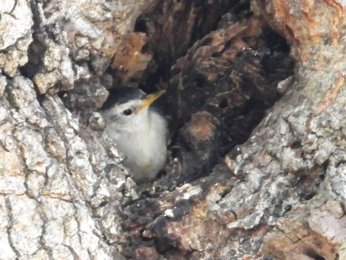 White-breasted Nuthatch - ML620068118