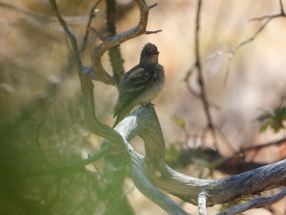 Western Wood-Pewee - ML620068143