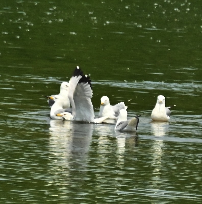 Ring-billed Gull - ML620068144