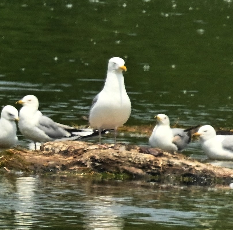 Herring Gull - ML620068147