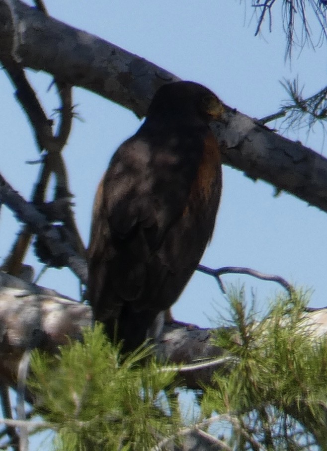 Harris's Hawk - ML620068160