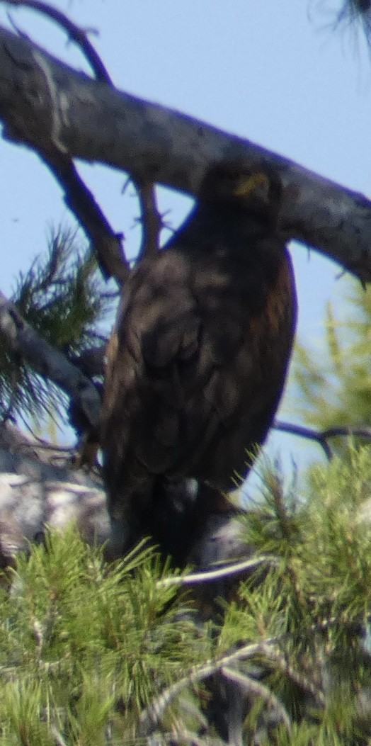 Harris's Hawk - ML620068161