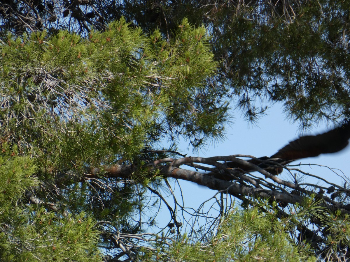 Harris's Hawk - ML620068162