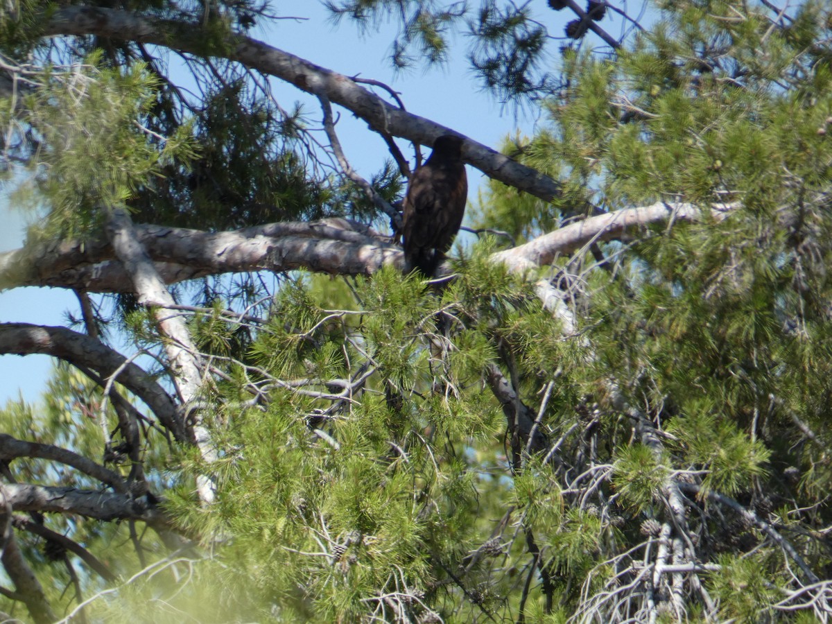 Harris's Hawk - ML620068164