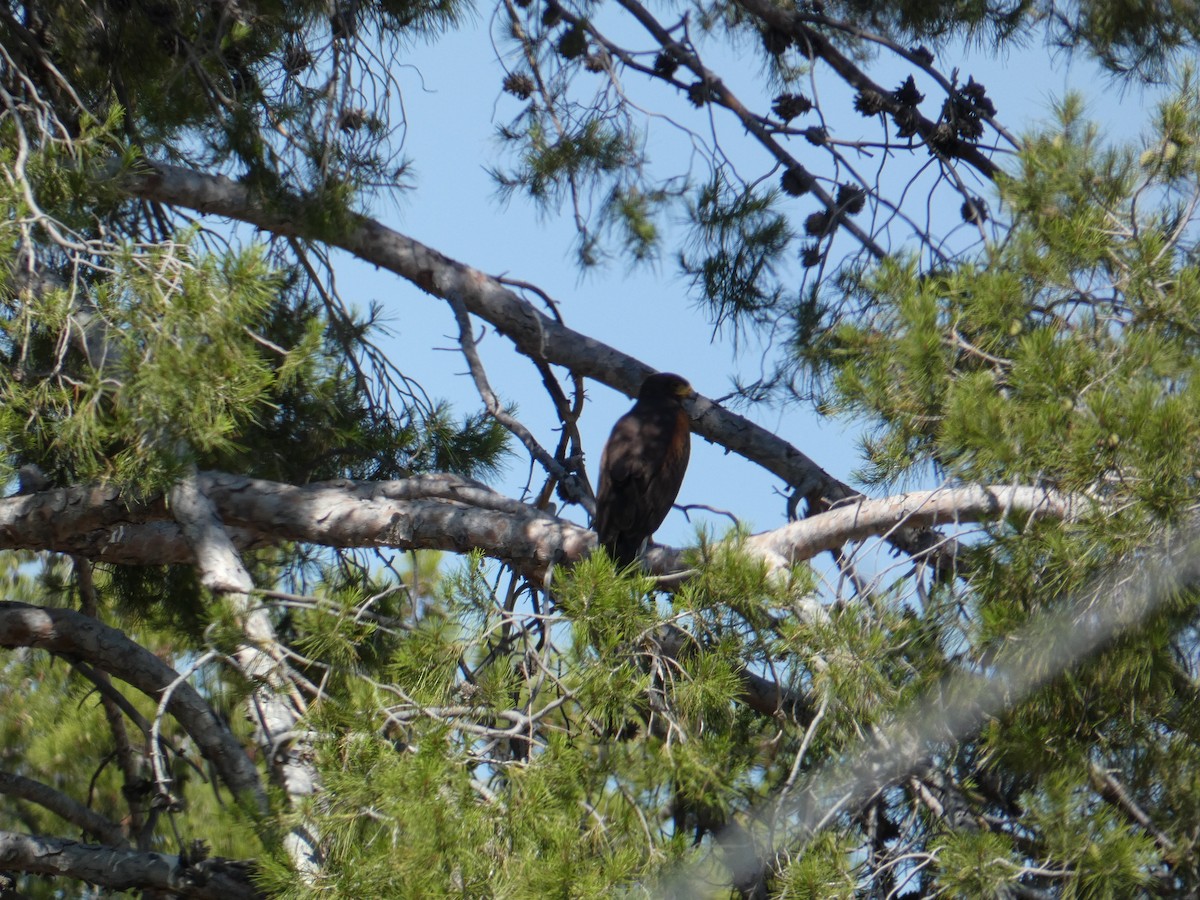 Harris's Hawk - ML620068165