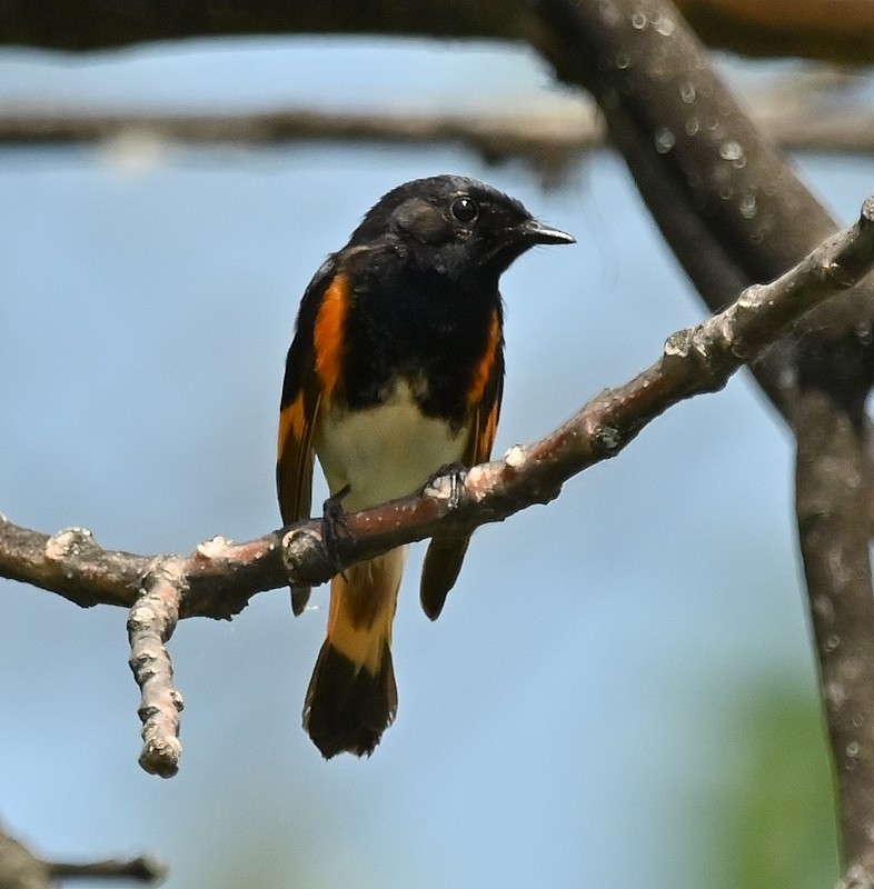 American Redstart - ML620068176