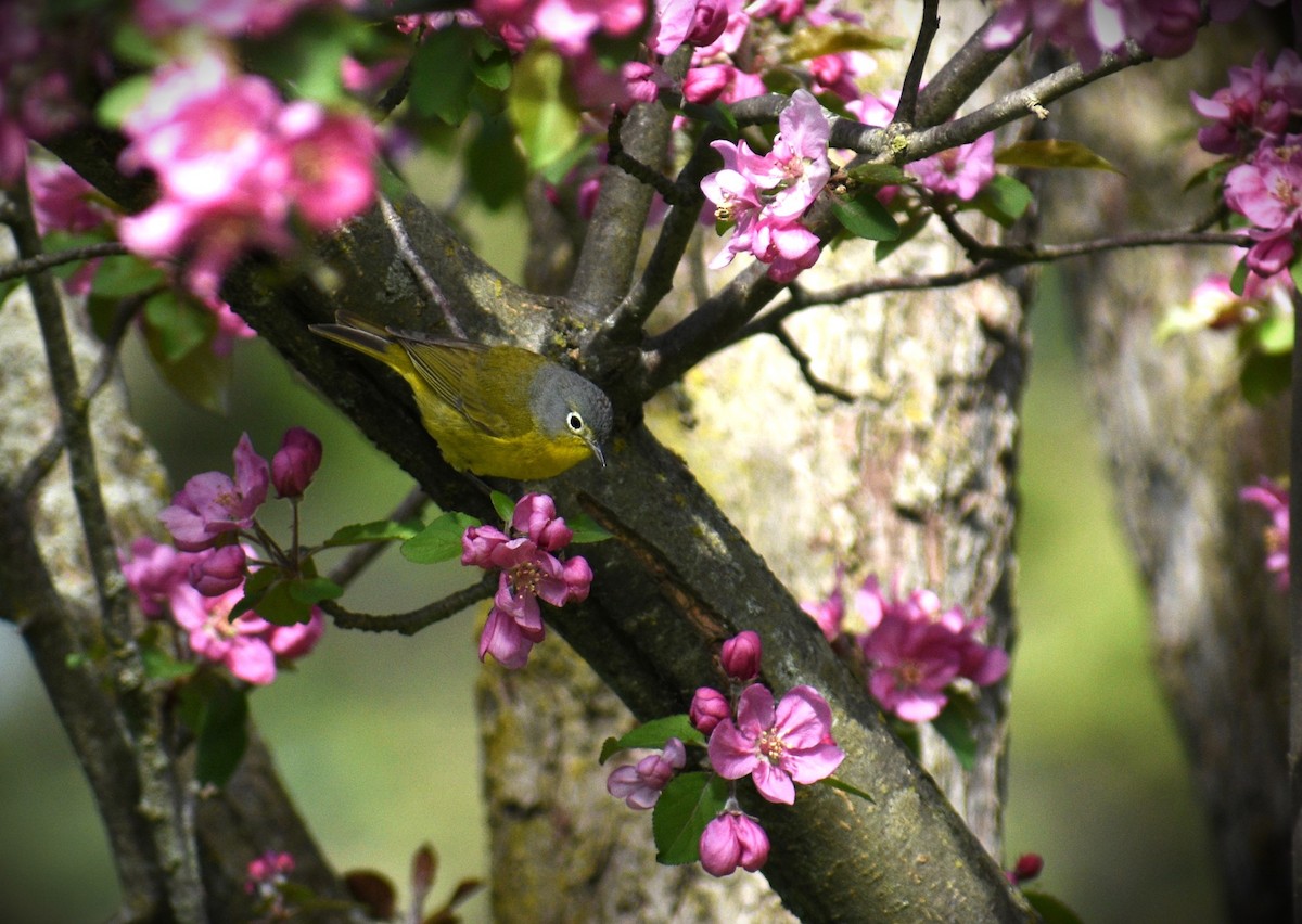 Nashville Warbler - ML620068186