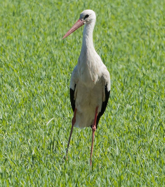 White Stork - ML620068190