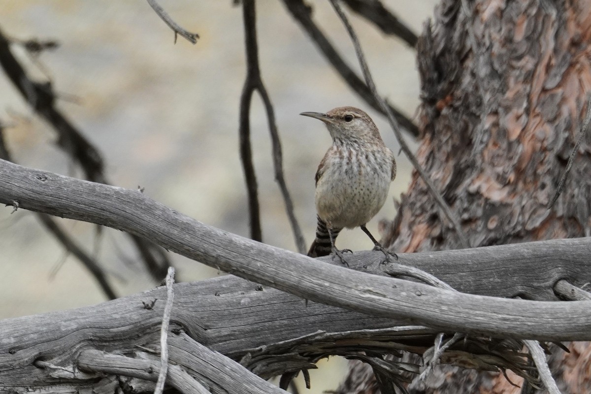 Rock Wren - ML620068195