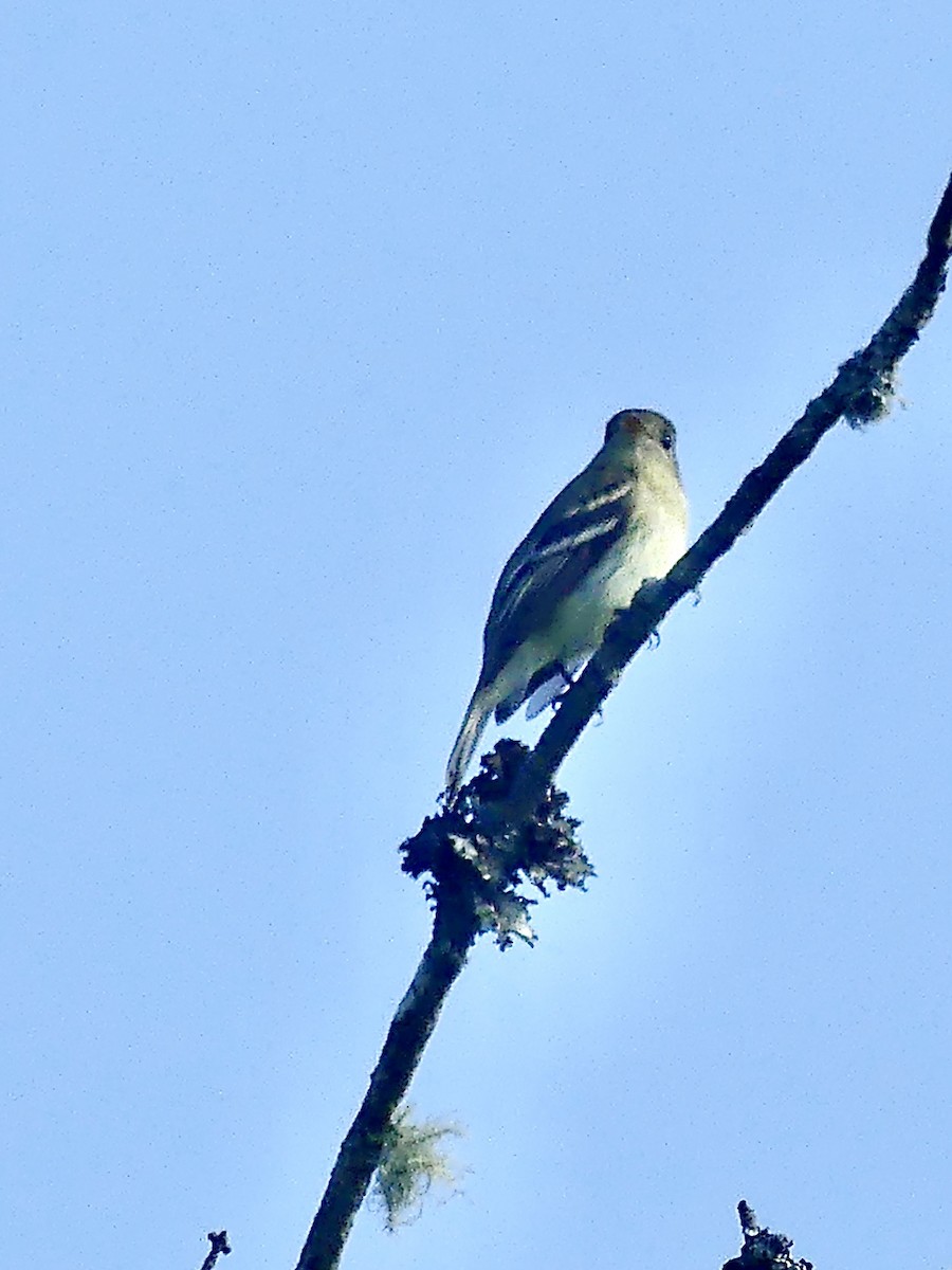 Yellow-bellied Flycatcher - ML620068217