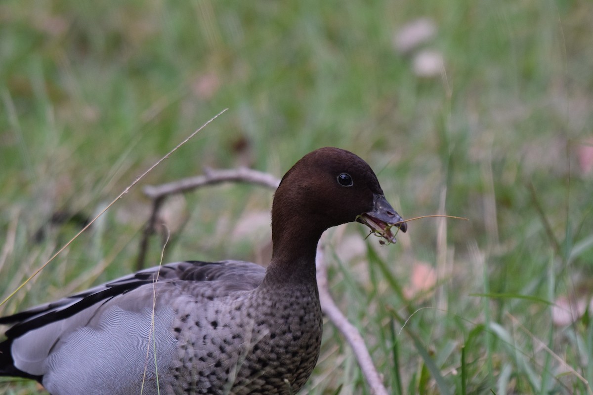 Pato de Crin - ML620068237