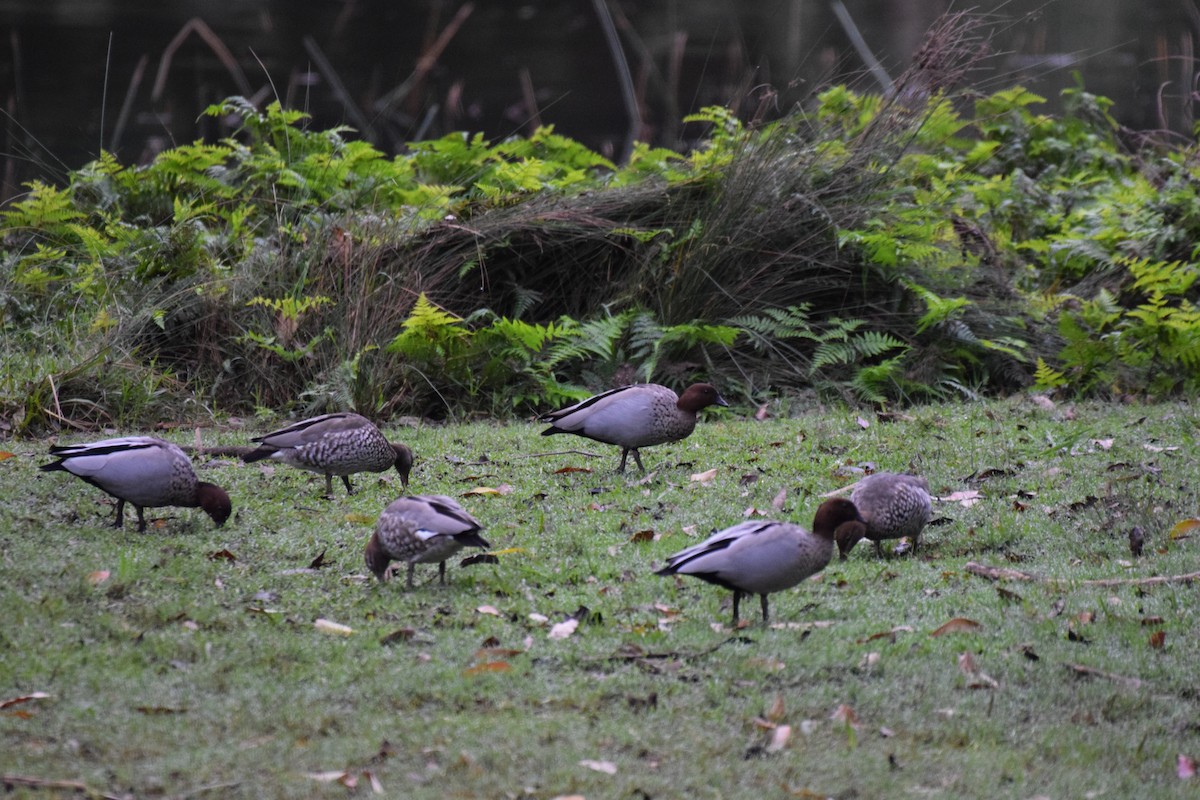 Maned Duck - ML620068240