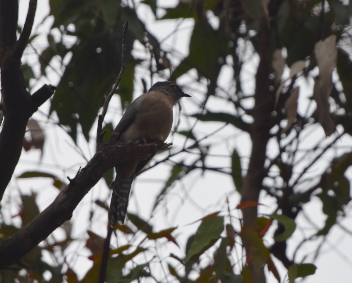 Fan-tailed Cuckoo - ML620068255