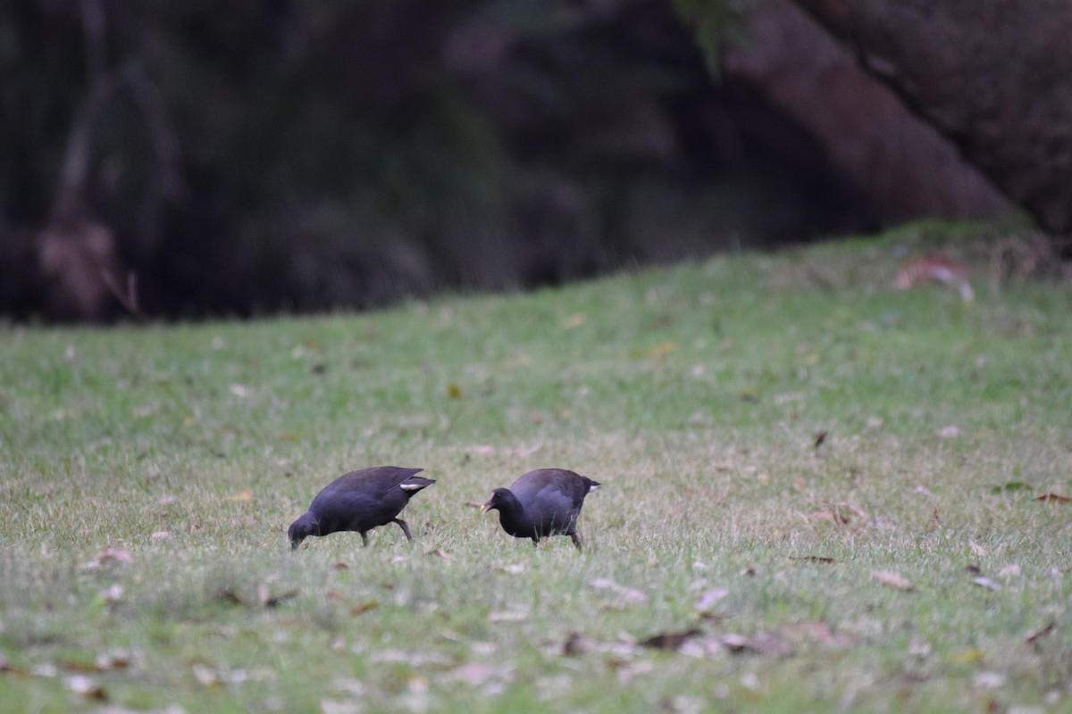 Dusky Moorhen - ML620068259