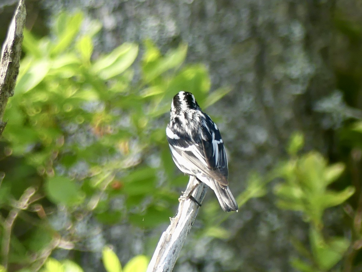 Black-and-white Warbler - ML620068275