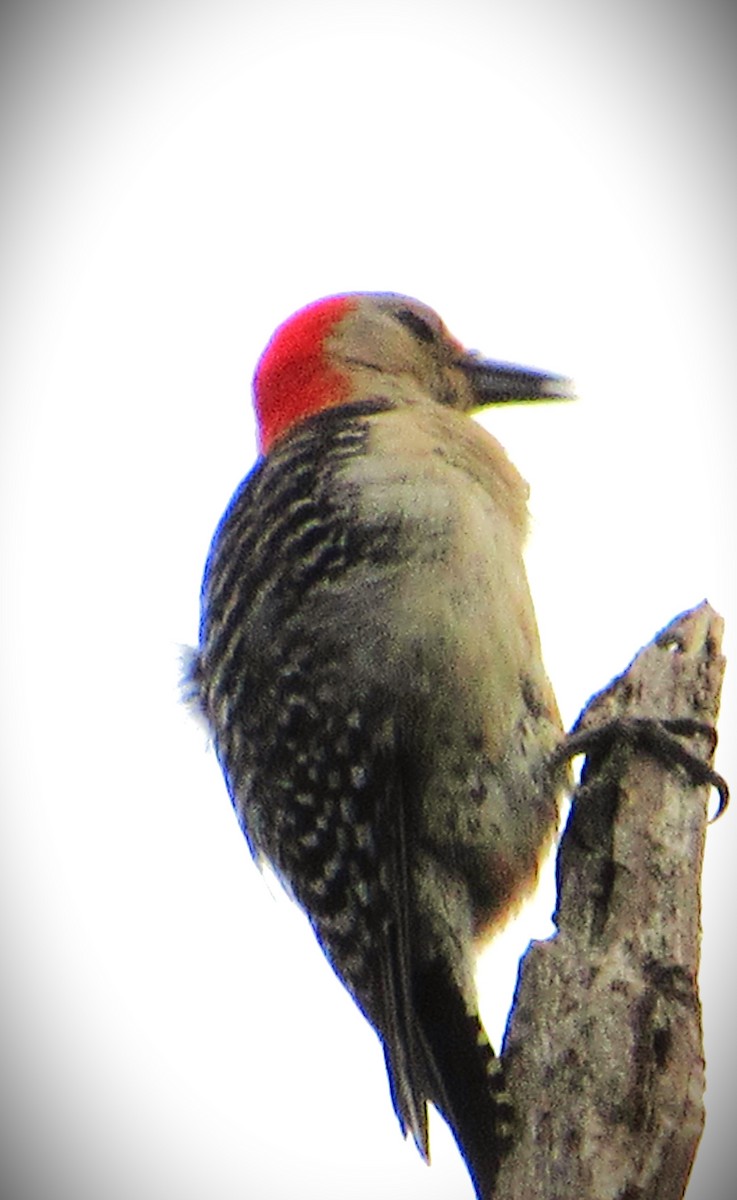 Red-bellied Woodpecker - ML620068286