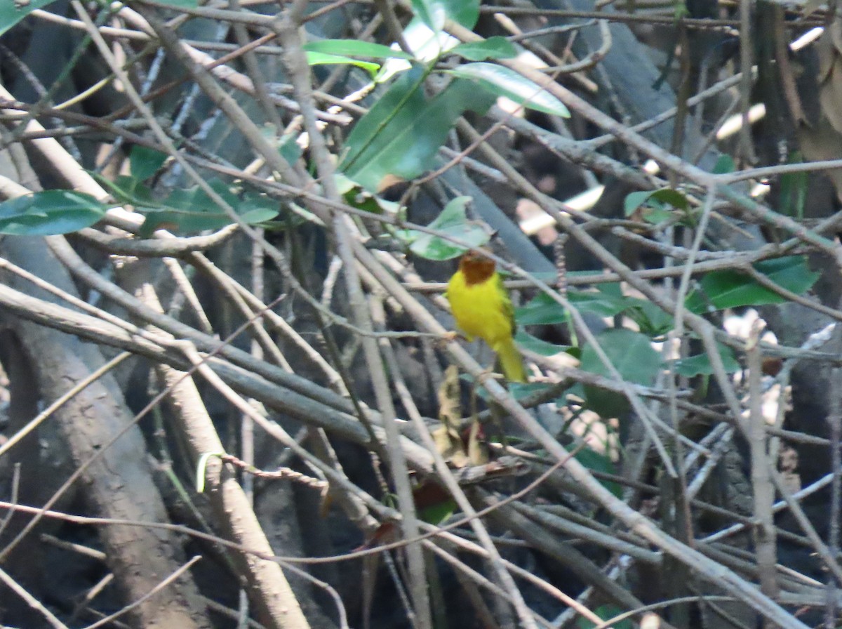 Yellow Warbler - ML620068293