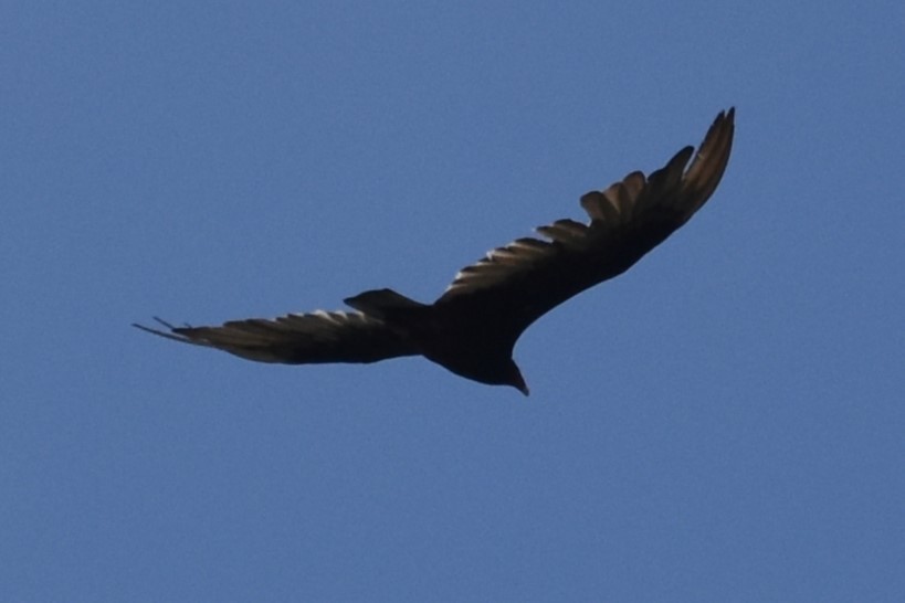 Turkey Vulture - ML620068295