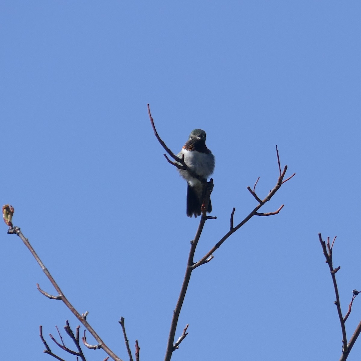 Broad-tailed Hummingbird - ML620068296