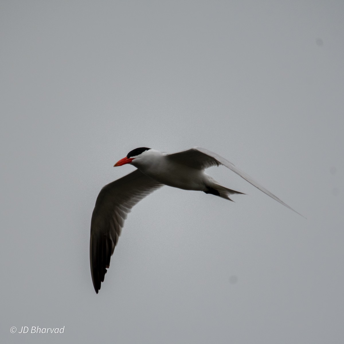 Caspian Tern - ML620068304