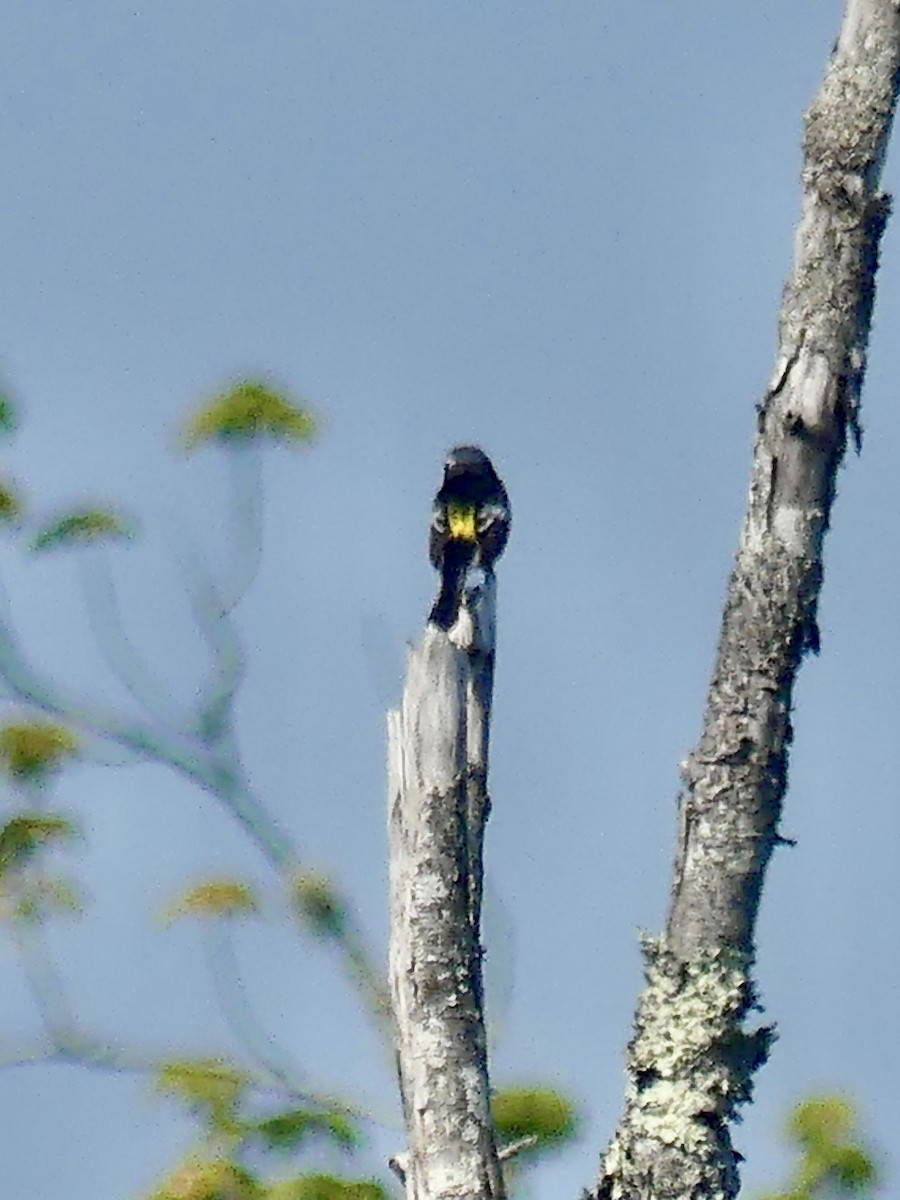 Magnolia Warbler - ML620068317