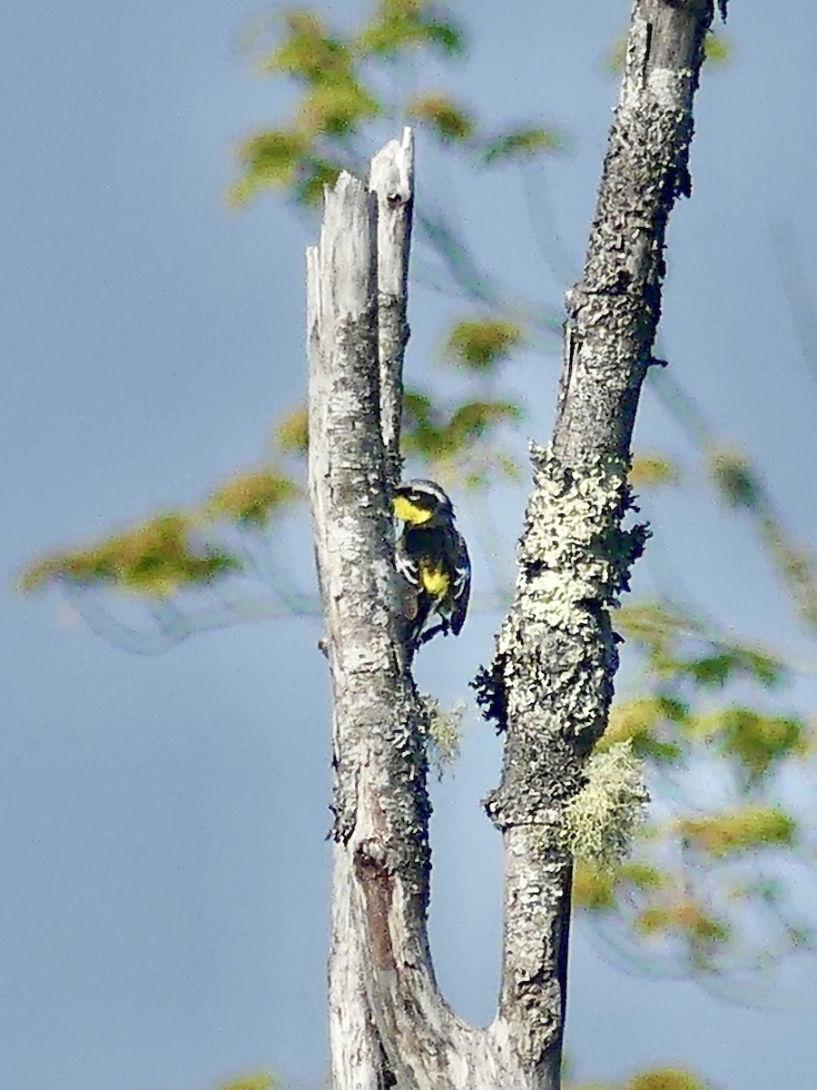 Magnolia Warbler - ML620068318