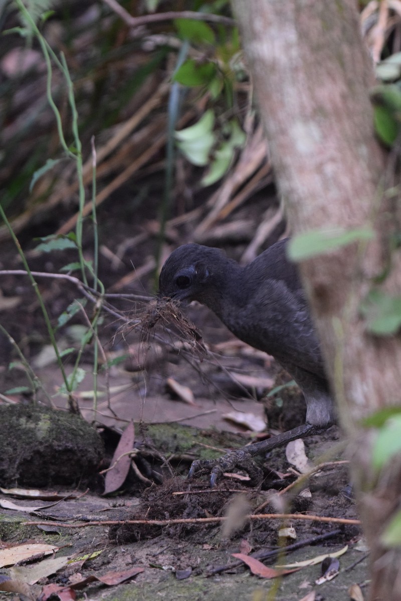 Superb Lyrebird - ML620068322