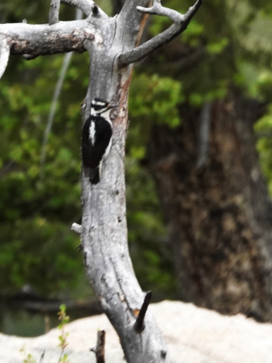 Hairy Woodpecker - ML620068327