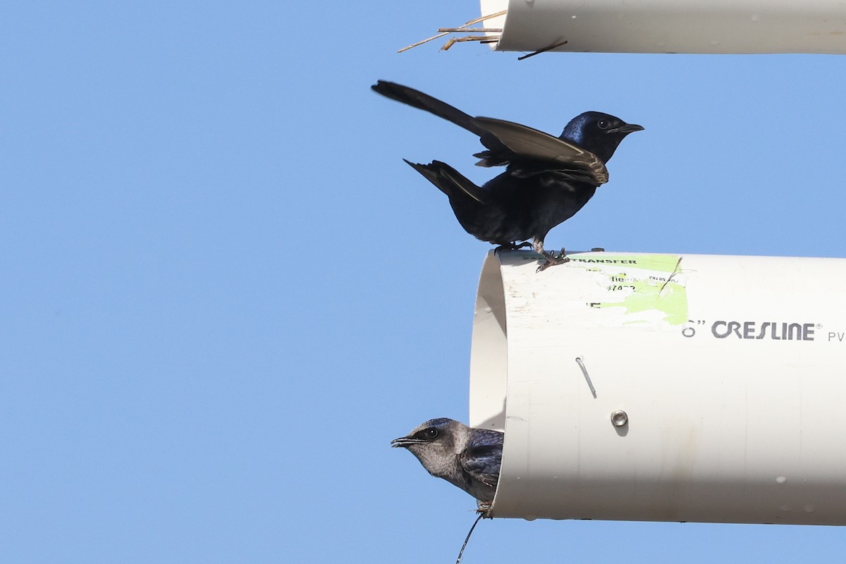 Purple Martin - ML620068345