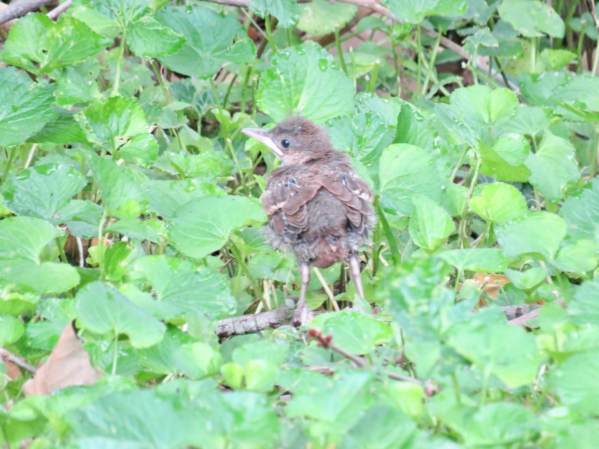 American Robin - ML620068348