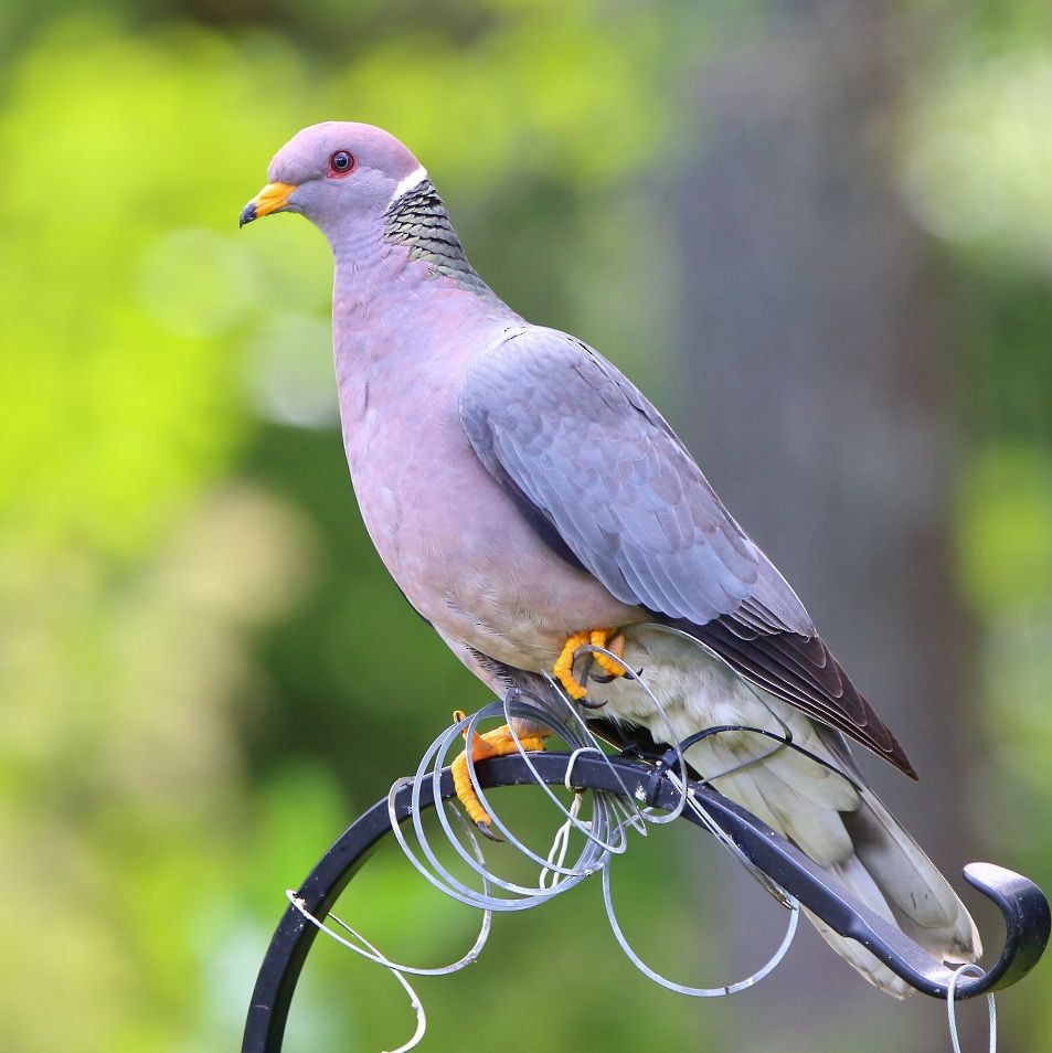 Band-tailed Pigeon - ML620068354