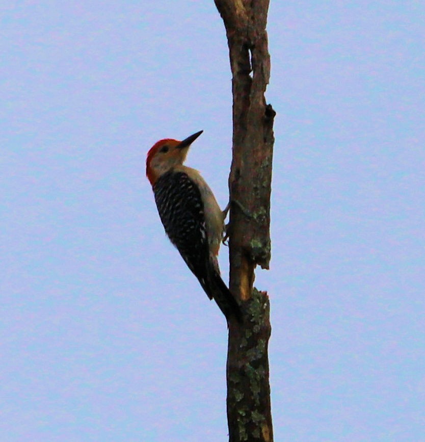 Red-bellied Woodpecker - ML620068361
