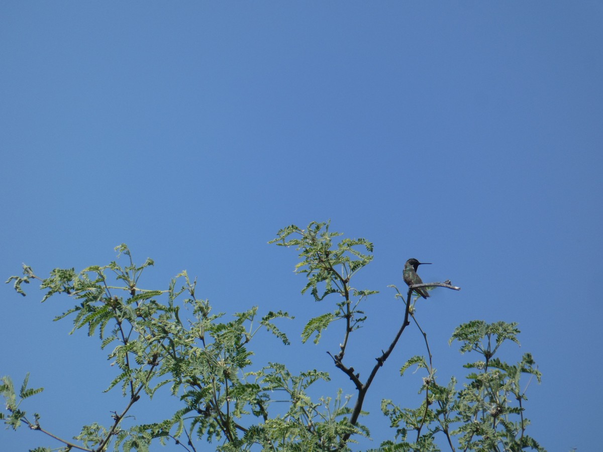 Costa's Hummingbird - ML620068362