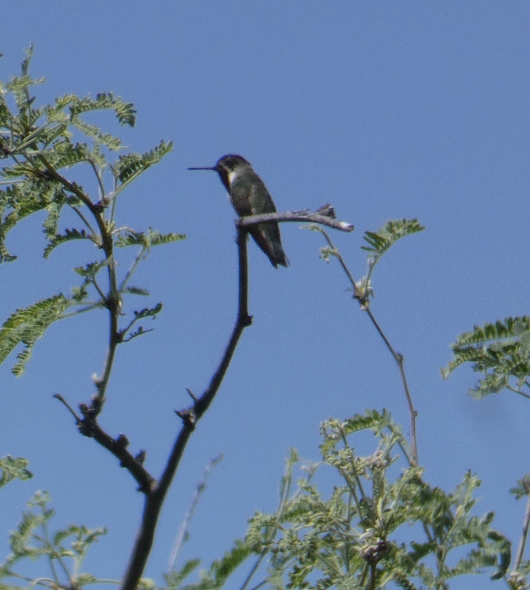 Costa's Hummingbird - ML620068363