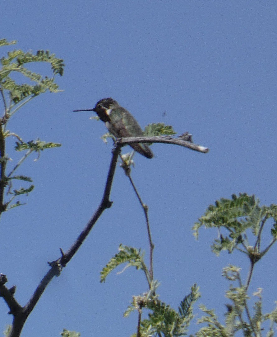 Costa's Hummingbird - ML620068364