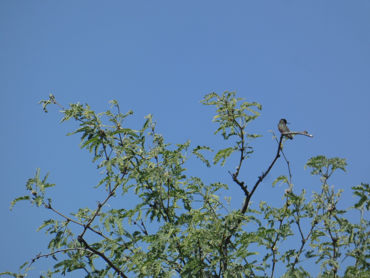 Costa's Hummingbird - ML620068365