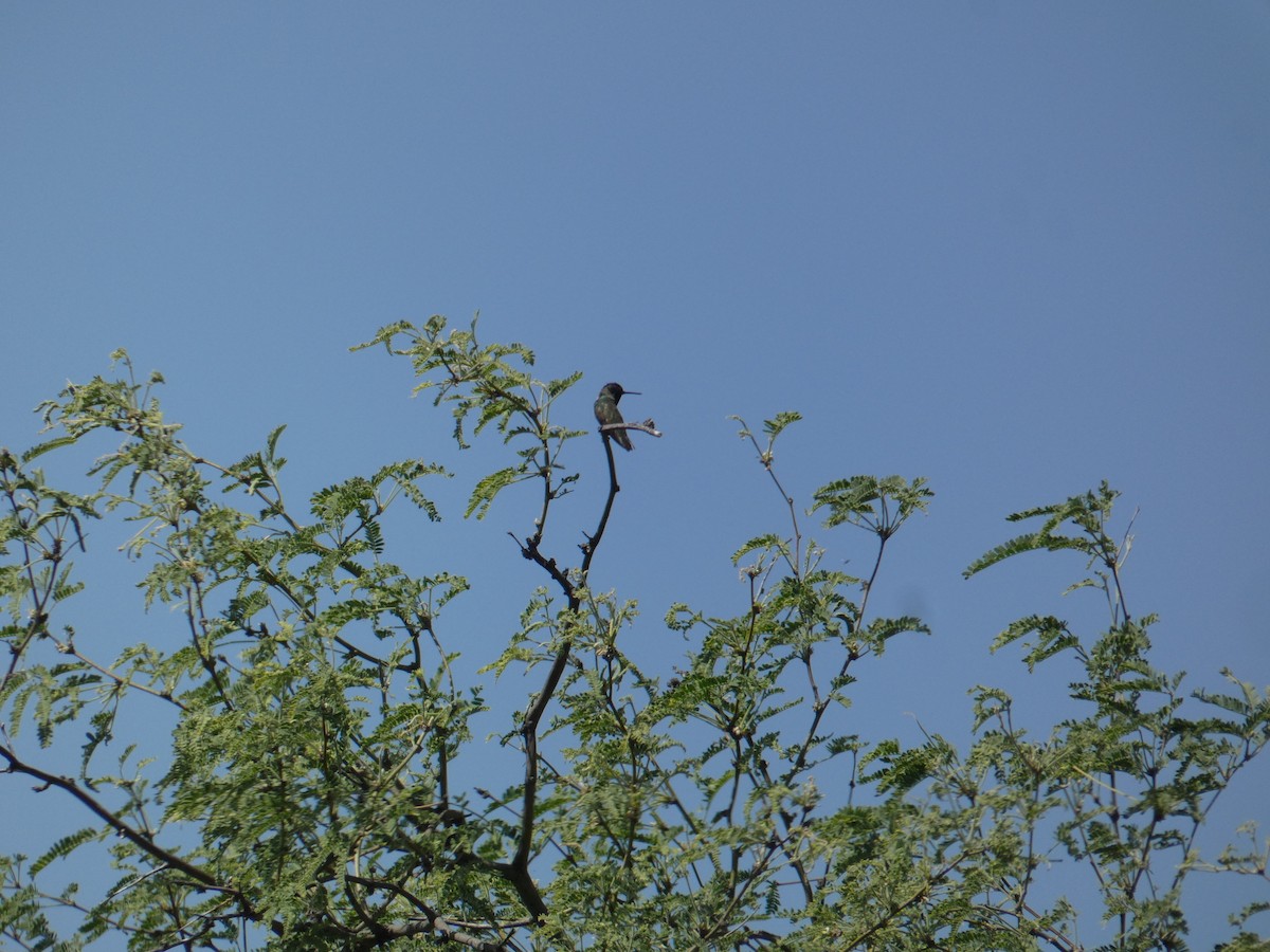 Costa's Hummingbird - ML620068366