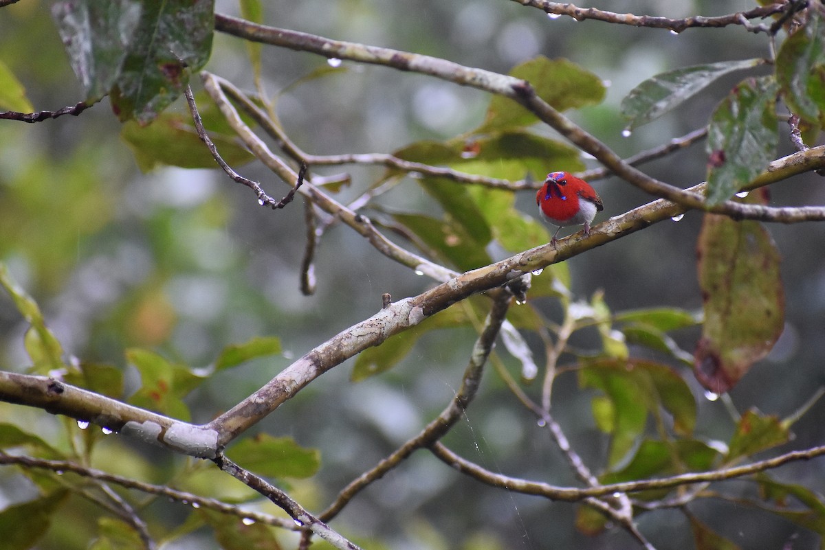 Temminck's Sunbird - ML620068368