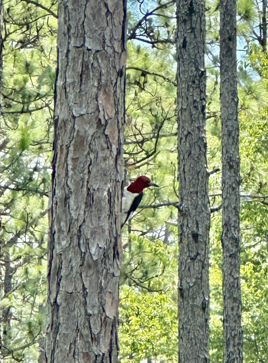 Red-headed Woodpecker - ML620068371