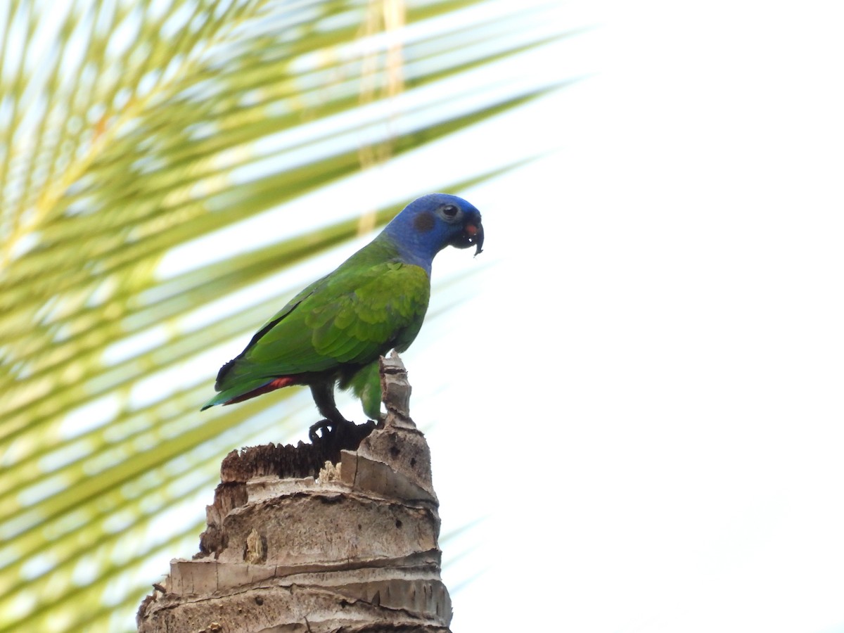 Папуга-червоногуз синьоголовий - ML620068419