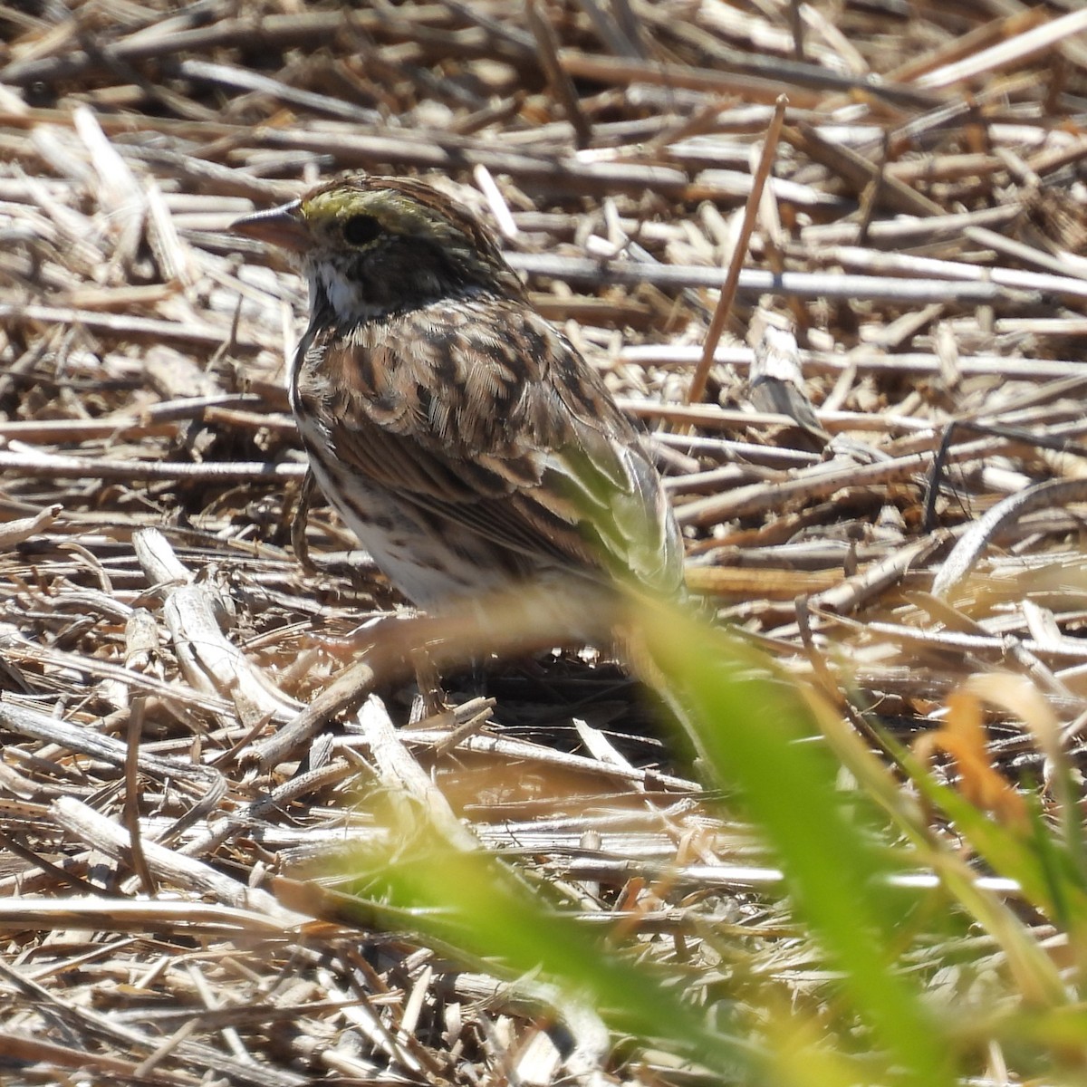 Savannah Sparrow - ML620068420