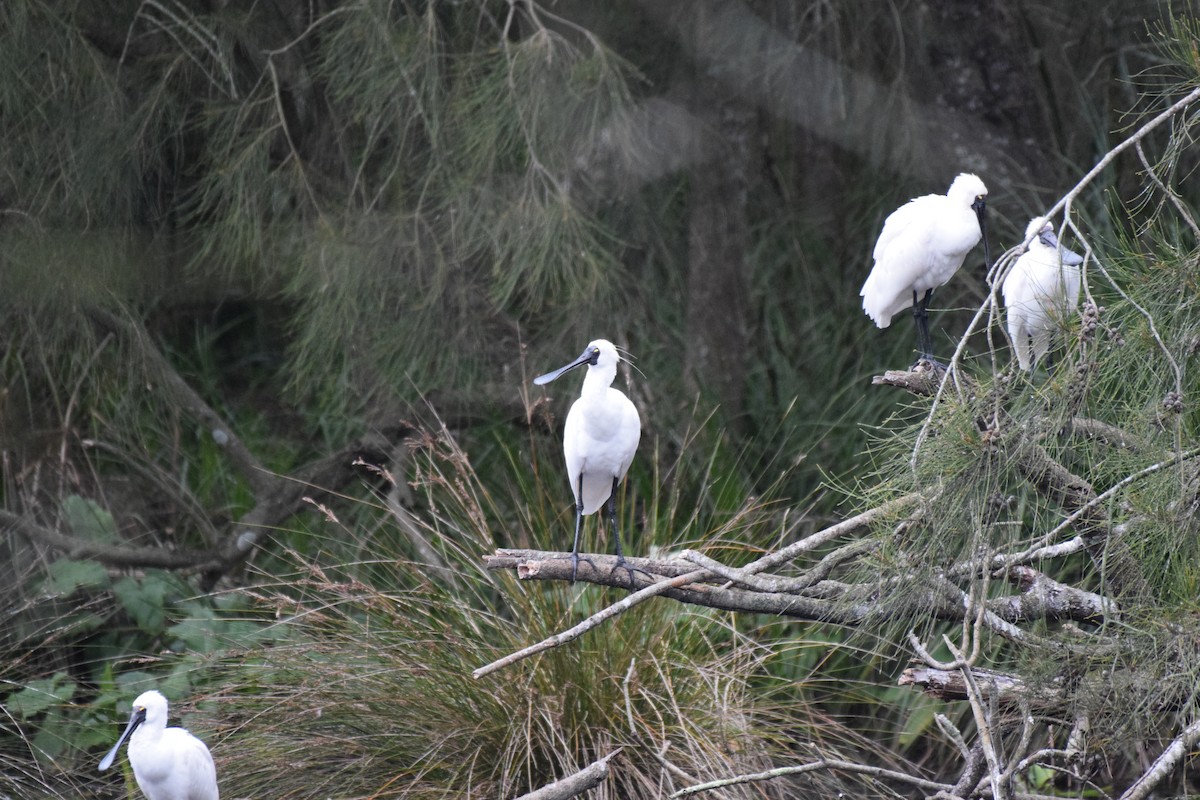 Royal Spoonbill - ML620068432