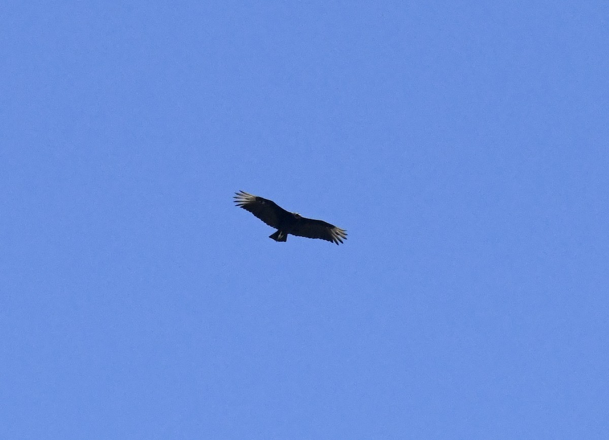 Black Vulture - ML620068435