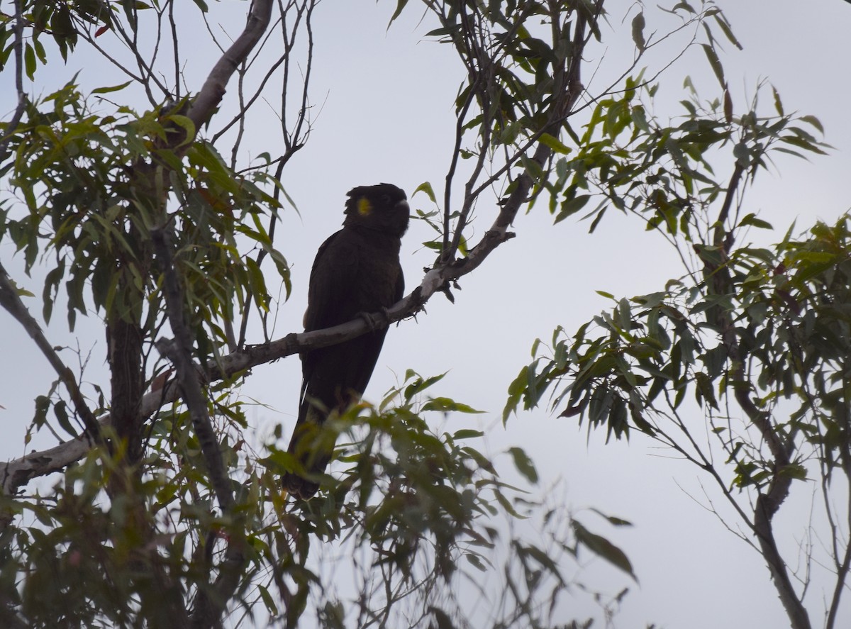 Yellow-tailed Black-Cockatoo - ML620068446